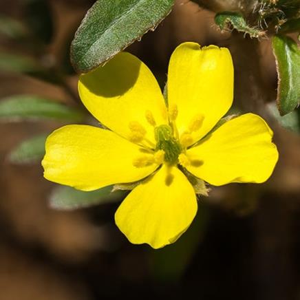 Actif naturel Tribulus terrestris